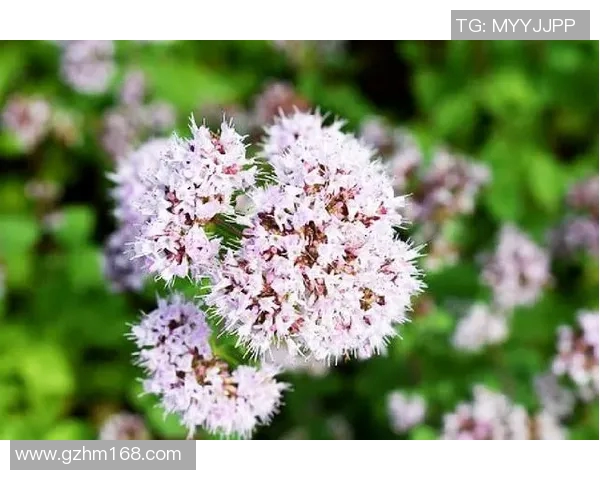 陈秀英独家分享：深入解析英雄联盟游戏技巧与心得体会MBA